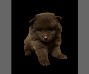 Pomeranian Puppy for Sale in ALBANY, New York USA
