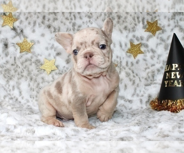 Medium Photo #8 French Bulldog Puppy For Sale in NEWPORT BEACH, CA, USA