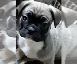 Frenchie Pug Puppy for sale in LEWISTOWN, PA, USA