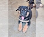 Puppy Green collar German Shepherd Dog