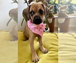 Small #1 Pug