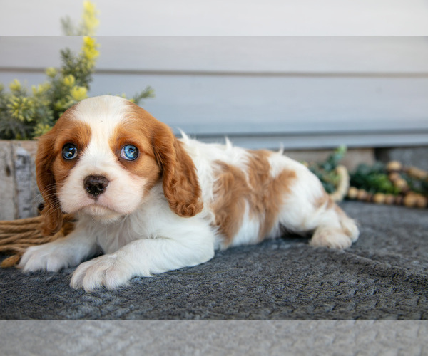Medium Photo #12 Cavalier King Charles Spaniel Puppy For Sale in MILLERSBURG, OH, USA