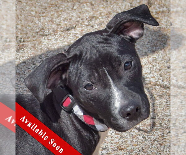 Medium Photo #1 American Staffordshire Terrier-Unknown Mix Puppy For Sale in Huntley, IL, USA