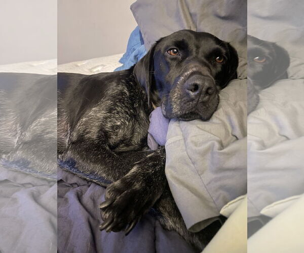 Medium Photo #8 German Shorthaired Pointer Puppy For Sale in Columbus, IN, USA