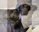 Small #7 German Shorthaired Pointer