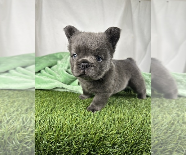 Medium Photo #5 French Bulldog Puppy For Sale in LOS ANGELES, CA, USA