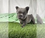 Small #4 French Bulldog