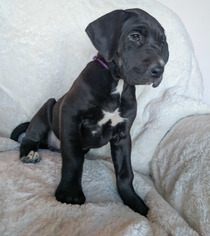 Great Dane Puppy for sale in AMMON, ID, USA