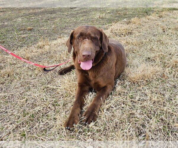 Medium Photo #1 Labrador Retriever Puppy For Sale in Omaha, NE, USA