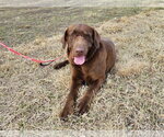 Small Labrador Retriever