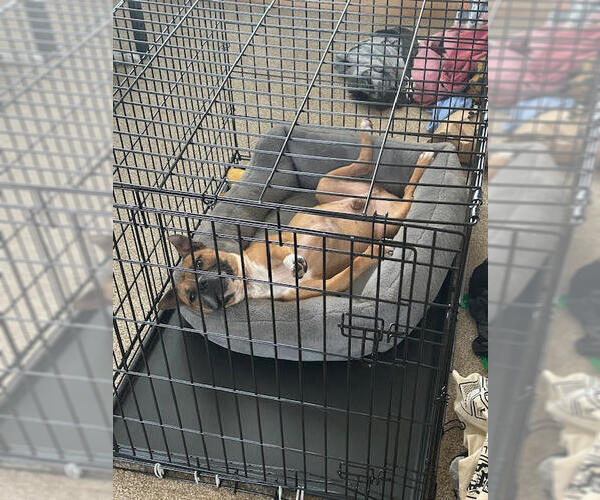 Medium Photo #12 Boxer-Staffordshire Bull Terrier Mix Puppy For Sale in Princeton, MN, USA