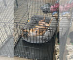 Small #11 Boxer-Staffordshire Bull Terrier Mix