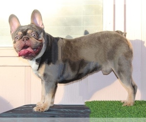 French Bulldog Puppy for sale in POSEN, IL, USA