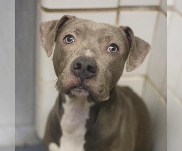 Medium Photo #1 American Staffordshire Terrier-Unknown Mix Puppy For Sale in San Antonio, TX, USA