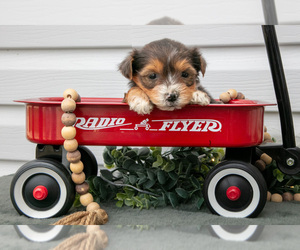 Medium YorkiePoo