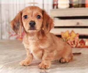 Dachshund Puppy for sale in MOUNT VERNON, OH, USA