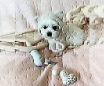Small #9 Maltese