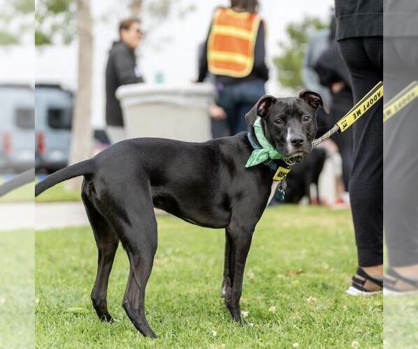 Medium Photo #4 Mutt Puppy For Sale in San Diego, CA, USA