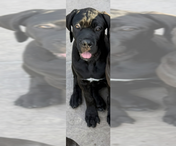 Medium Photo #32 Cane Corso Puppy For Sale in WOODLAND HILLS, CA, USA