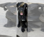 Small #5 Cane Corso