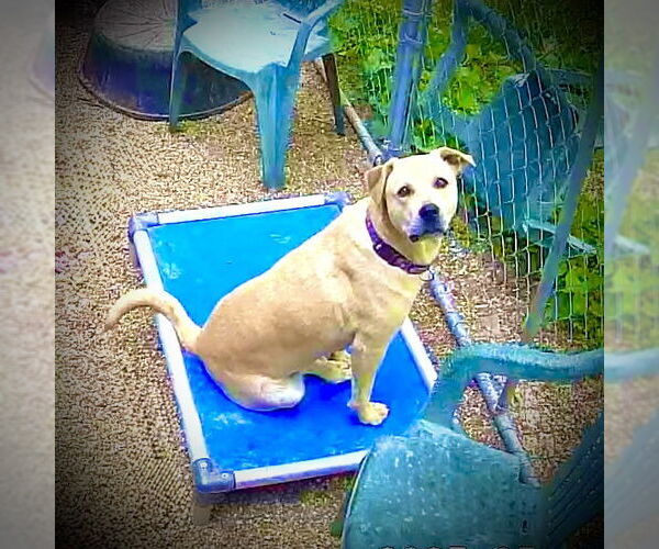 Medium Photo #1 Mutt Puppy For Sale in Piedmont, MO, USA