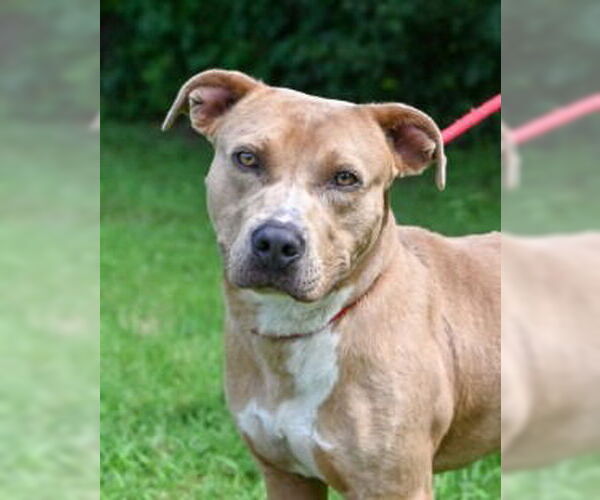 Medium Photo #2 American Pit Bull Terrier Puppy For Sale in Glen Allen, VA, USA
