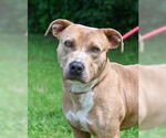 Small #1 American Pit Bull Terrier