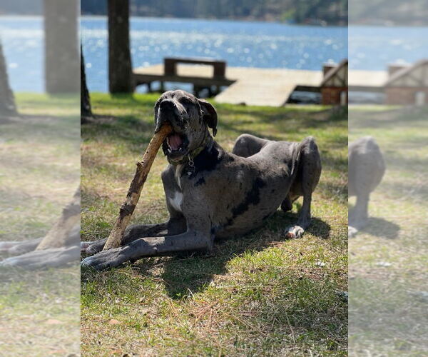 Medium Photo #1 Great Dane Puppy For Sale in Bullard, TX, USA