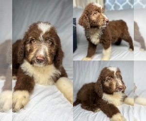 Aussiedoodle Puppy for sale in BROOKER, FL, USA