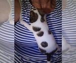 Small #1 Chihuahua