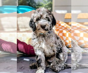 Medium Goldendoodle