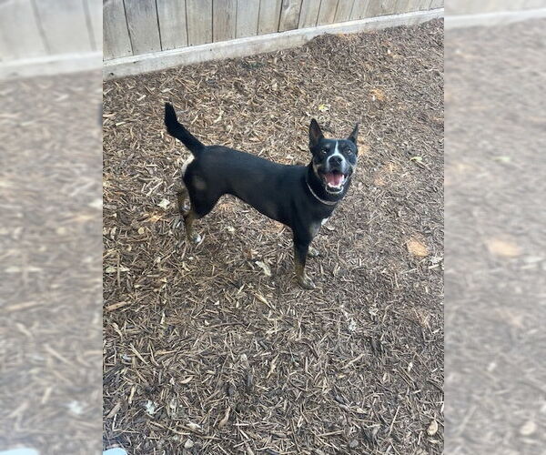 Medium Photo #1 Mutt Puppy For Sale in Houston, TX, USA