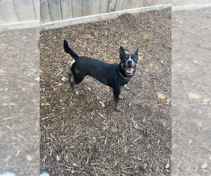 Mutt Dogs for adoption in Houston, TX, USA