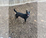 Small Mutt