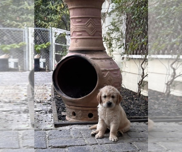 Medium Photo #5 Golden Retriever Puppy For Sale in CLOVERDALE, CA, USA