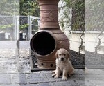 Small #4 Golden Retriever