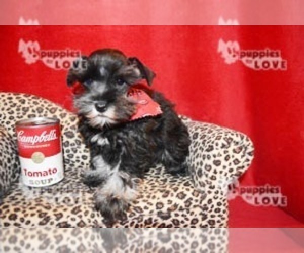 Medium Photo #4 Schnauzer (Miniature) Puppy For Sale in SANGER, TX, USA