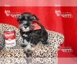 Small Photo #4 Schnauzer (Miniature) Puppy For Sale in SANGER, TX, USA