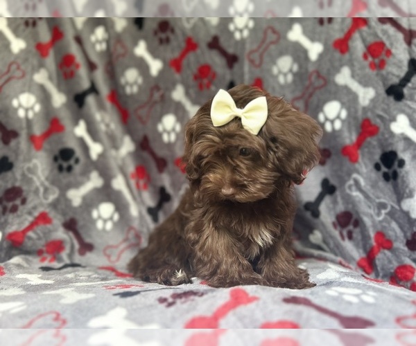 Medium Photo #9 ShihPoo Puppy For Sale in LAKELAND, FL, USA