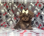 Small #8 ShihPoo