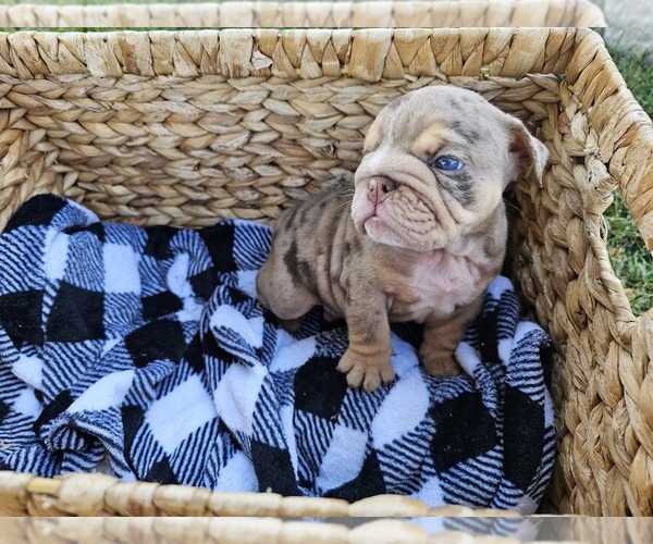Medium Photo #5 Bulldog Puppy For Sale in RIVERSIDE, CA, USA