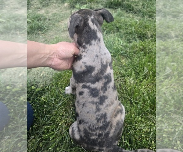 Medium Photo #2 American Bully Puppy For Sale in WEST MILTON, OH, USA