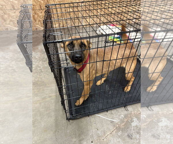 Medium Photo #4 Mutt Puppy For Sale in Princeton, MN, USA