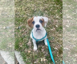 Boxer Puppy for sale in NORWICH, CT, USA