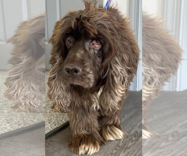 Medium Photo #3 Cocker Spaniel Puppy For Sale in Westminster, MD, USA