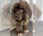 Small #2 Cocker Spaniel