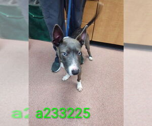 Mutt Dogs for adoption in Ogden, UT, USA