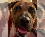 Small #3 American Staffordshire Terrier-Mastiff Mix
