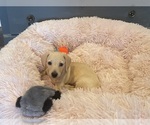 Image preview for Ad Listing. Nickname: Jake AKC