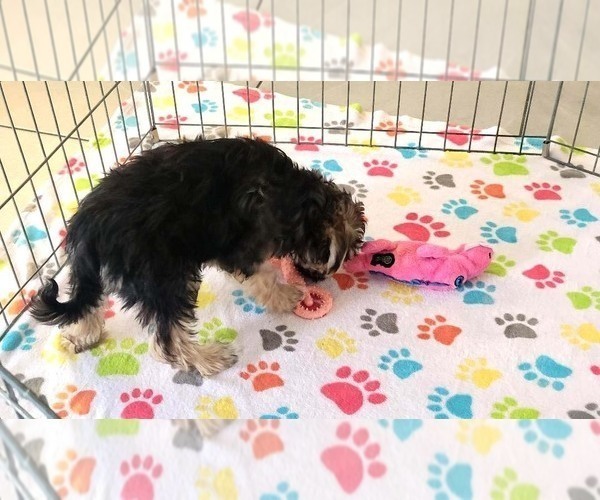 Medium Photo #5 Morkie Puppy For Sale in ORO VALLEY, AZ, USA